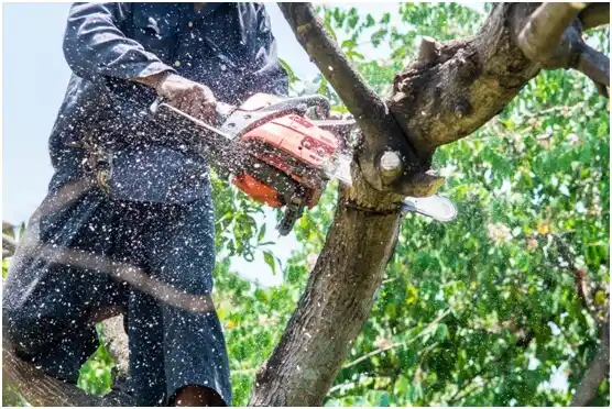 tree services Dundee